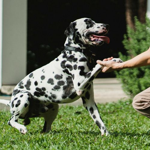 A Dalmatian dog offers its paw to a person kneeling on the grass