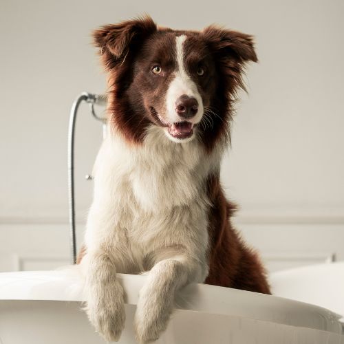 A brown and white dog sits in a white bathtub, resting its front paws on the edge