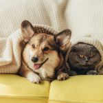 A corgi dog and a gray cat are tucked under a blanket on a yellow couch