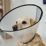 A light-colored dog wearing a clear plastic cone around its neck