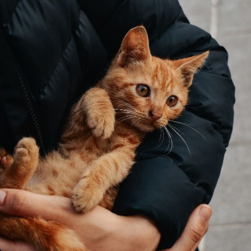 A person holding a small orange tabby kitten wrapped in a dark puffer jacket