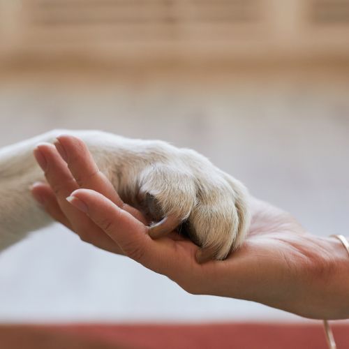 A person's hand gently holding a dog's paw