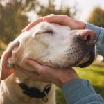 Close-up of a person gently petting a white Labrador dog with its eyes