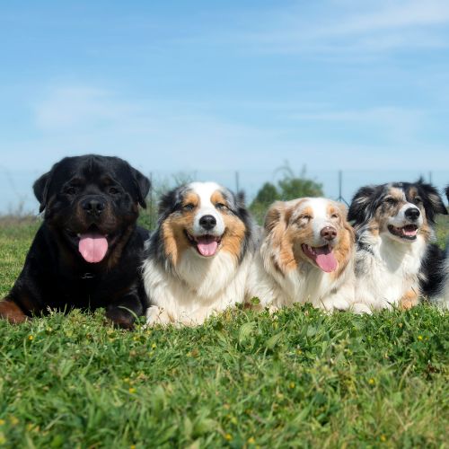 Four dogs of different breeds lying down on green grass with blue sky