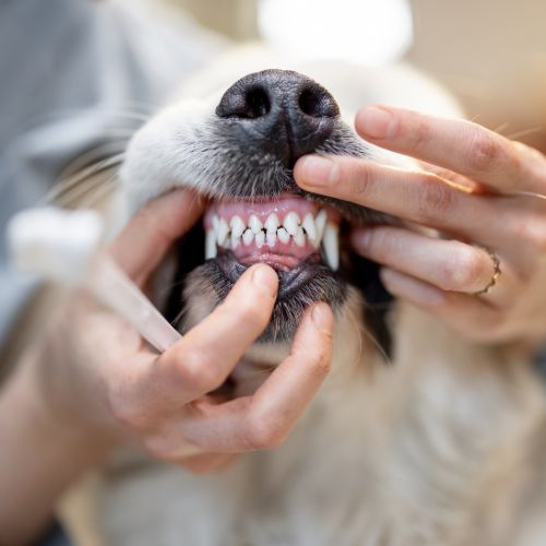 Hands hold open a dog's mouth to reveal clean white teeth and pink gums