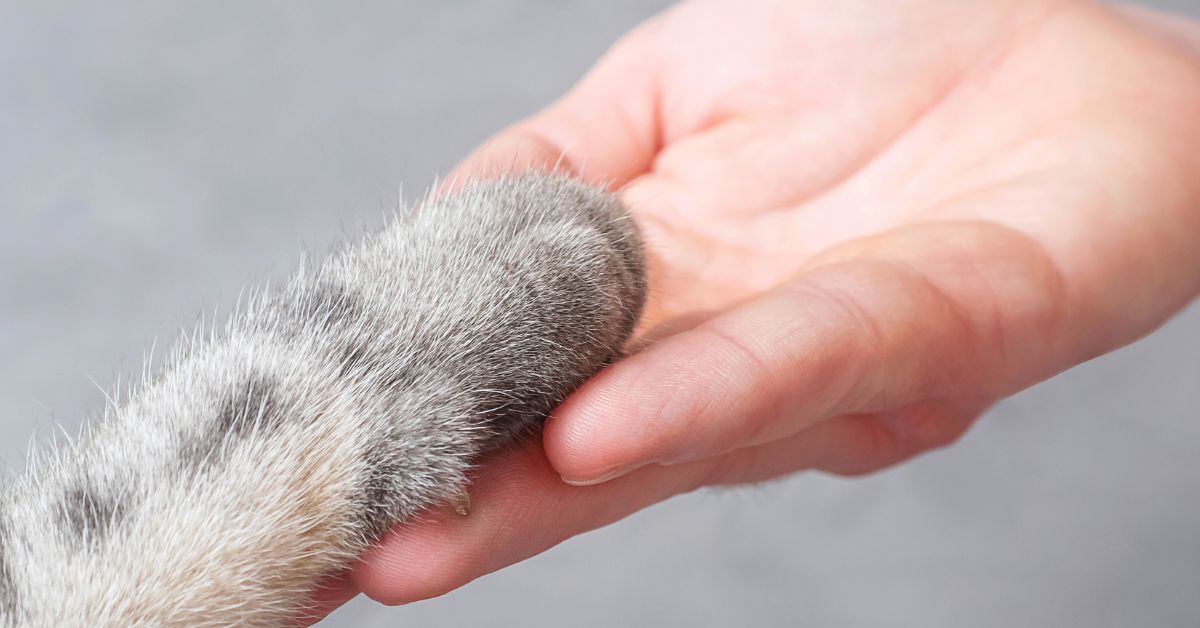 cat's paw rests gently on an open palm against a grey background cat's paw rests gently on an open palm against a grey background