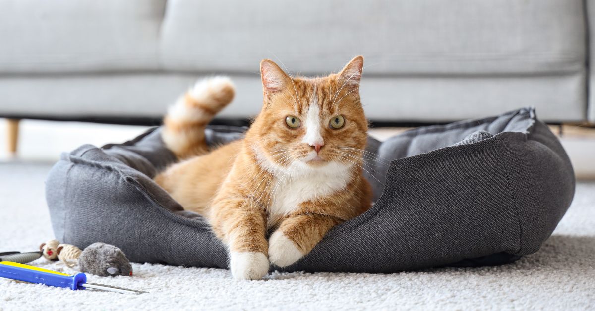 orange and white cat rests in a gray cat bed on a carpeted floor,