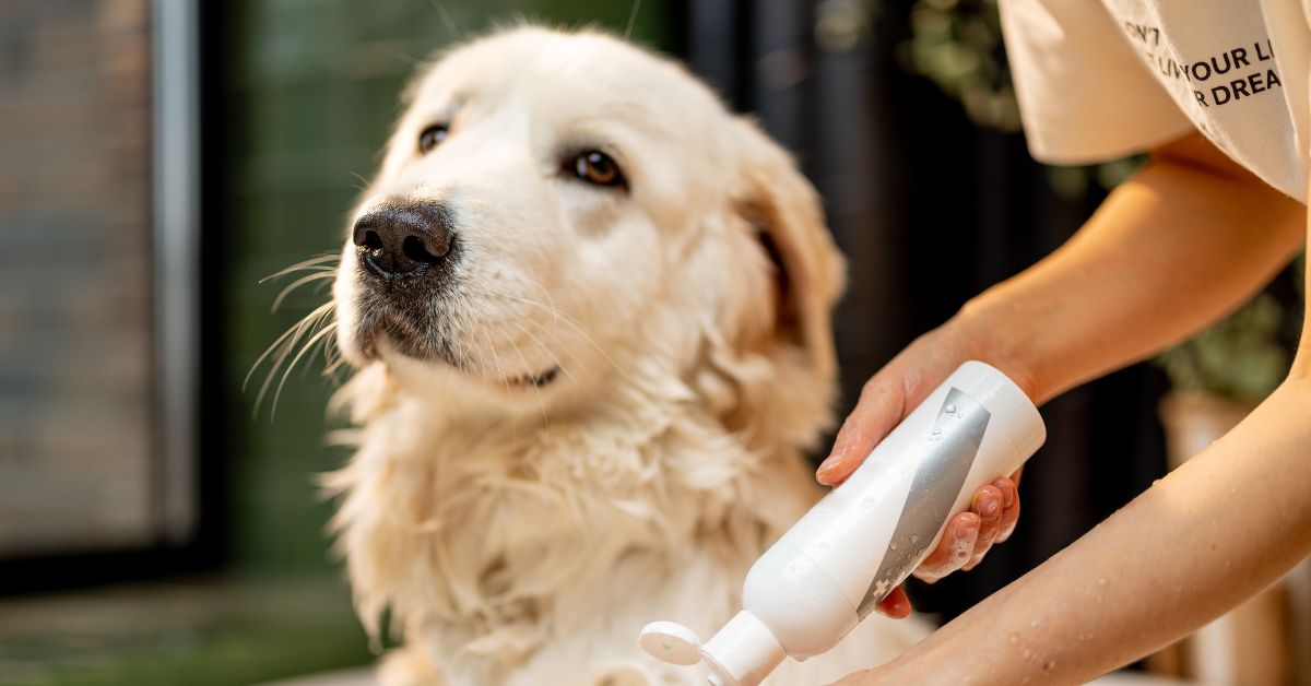 person is pouring shampoo onto their hand from a white bottle to wash a white dog person is pouring shampoo onto their hand from a white bottle to wash a white dog