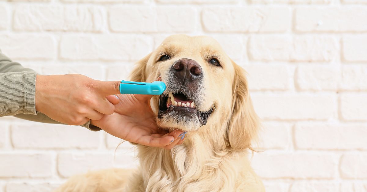 person uses a blue finger toothbrush to clean a golden retriever's teeth person uses a blue finger toothbrush to clean a golden retriever's teeth