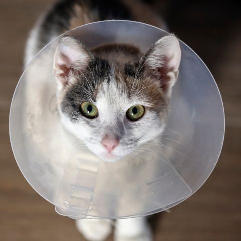 A calico cat wearing a clear plastic cone collar looks up at the camera with green eyes