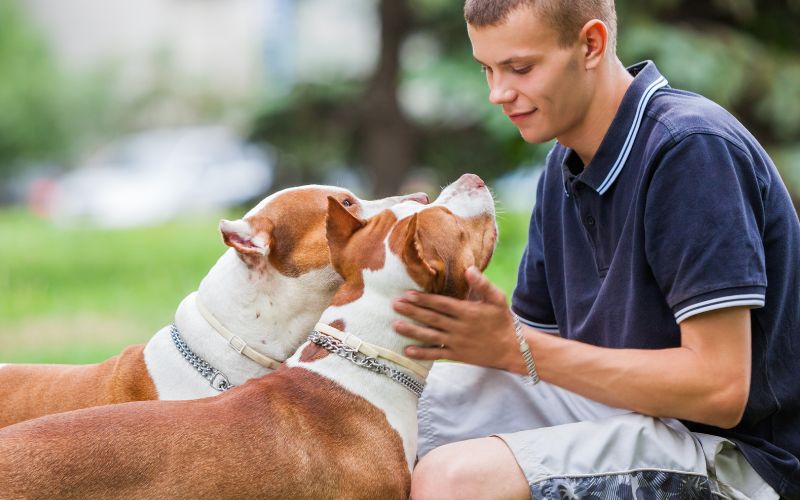 A person crouching on grass interacting affectionately with two pit bull dogs.
