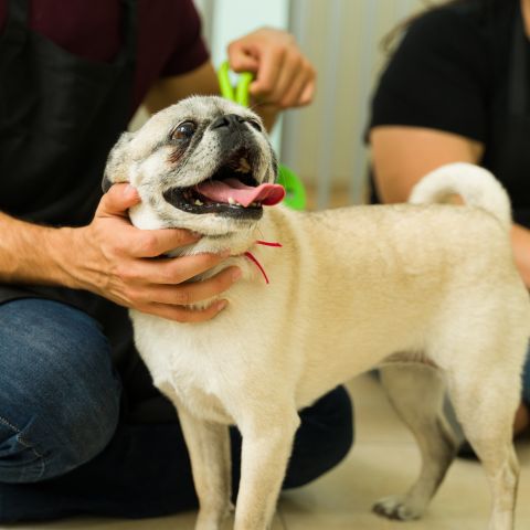 A person's hands gently hold a fawn-colored pug dog with its tongue