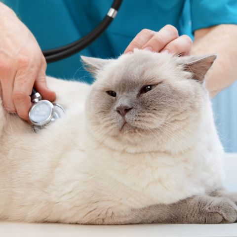 A veterinarian in a teal scrub suit uses a stethoscope to examine