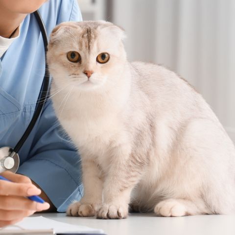 A veterinarian in blue scrubs with a stethoscope around her neck examines a cat.