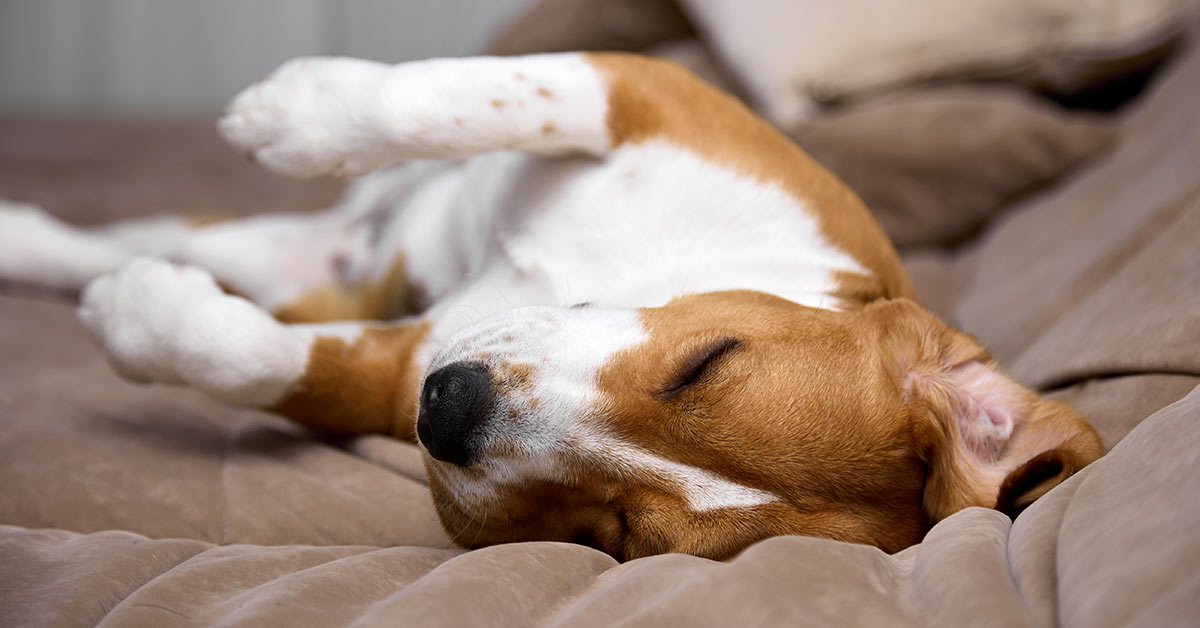 brown-white-shorthaired-dog-rolling-around-in-bed-1200x628-1 brown and white shorthaired dog rolling around in bed