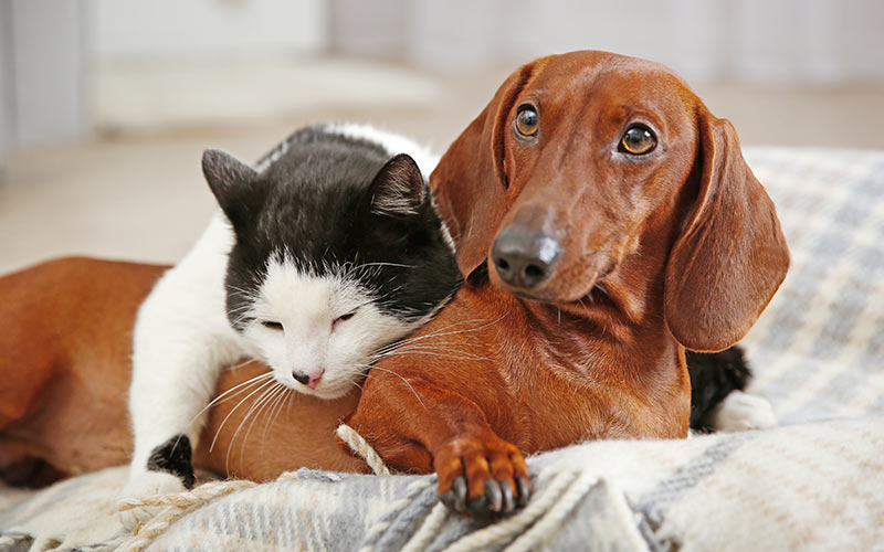 black and white cat and dachshund dog resting together on a light blue and white plaid pet bed