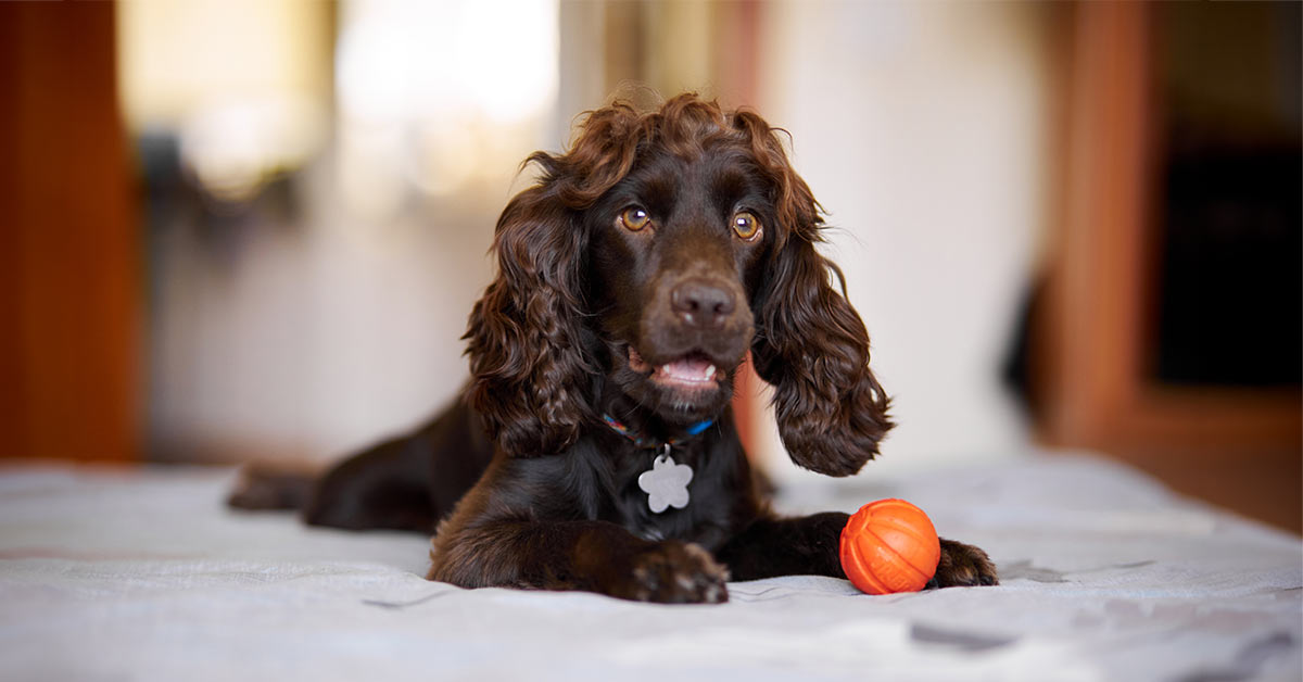 English cocker spaniel dog resting by orange ball on bed