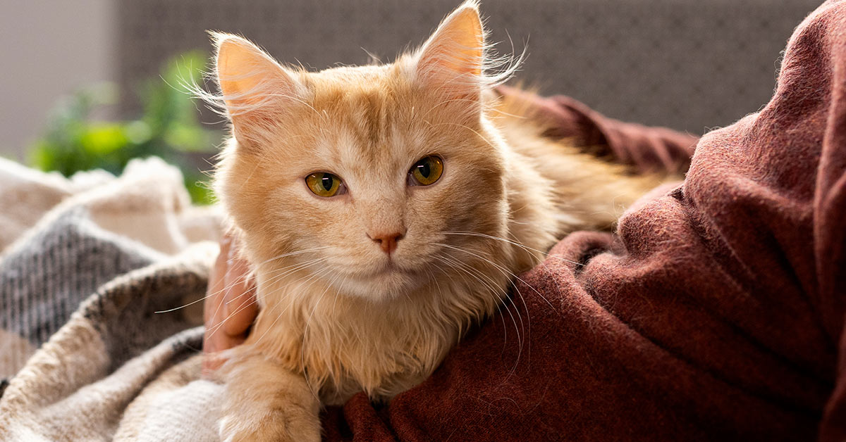 orange-cat-in-someones-lap-at-home-resting-1200x628-1 closeup of orange cat resting in someone's lap